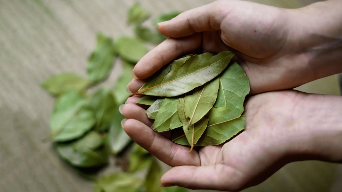 Por qué hay que quemar laurel en Luna Creciente