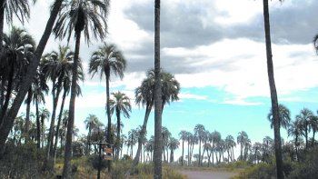 Los bosques son un factor clave en la lucha climática