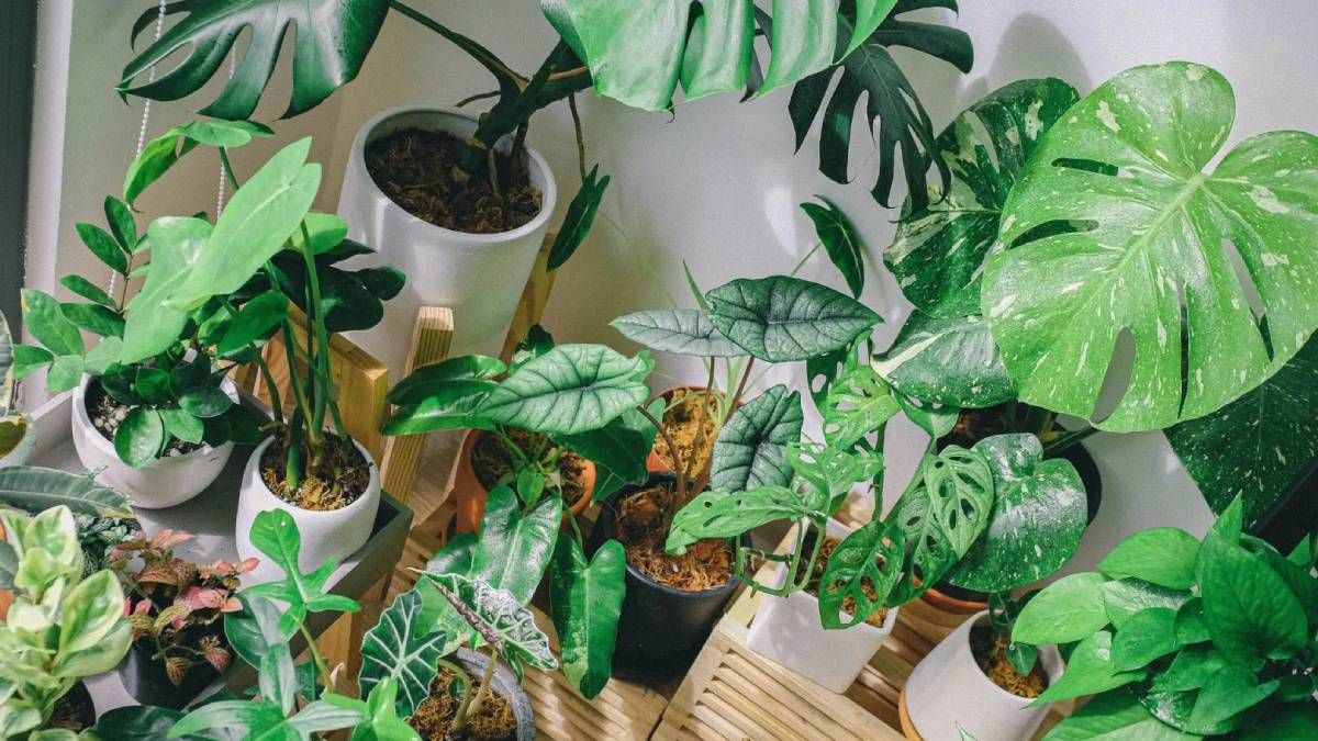 Por qué se arrugan las hojas de las plantas de interior