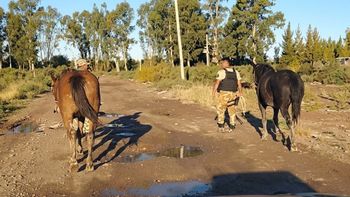 Desbarataron una red de faena ilegal: 5 detenidos y animales recuperados tras una persecución