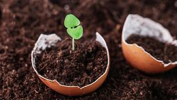 Qué significa colocarle cáscaras de huevo a tu planta de ruda