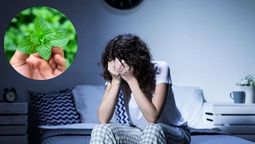 La menta es beneficiosa por sus propiedades relajantes y sedantes. La menta es beneficiosa por sus propiedades relajantes y sedantes.