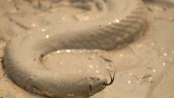 Animales en estampida y un silencio estremecedor sacuden el Amazonas