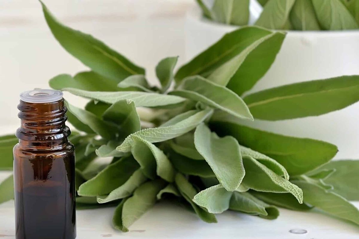 El aceite de salvia posee variados beneficios y es un potente relajante muscular
