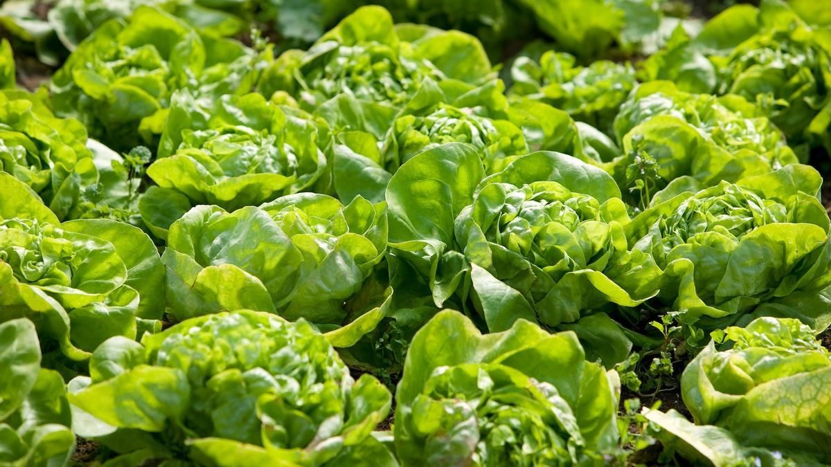 Oro verde: el kilo de lechuga llegó a los $10.000 mil pesos.