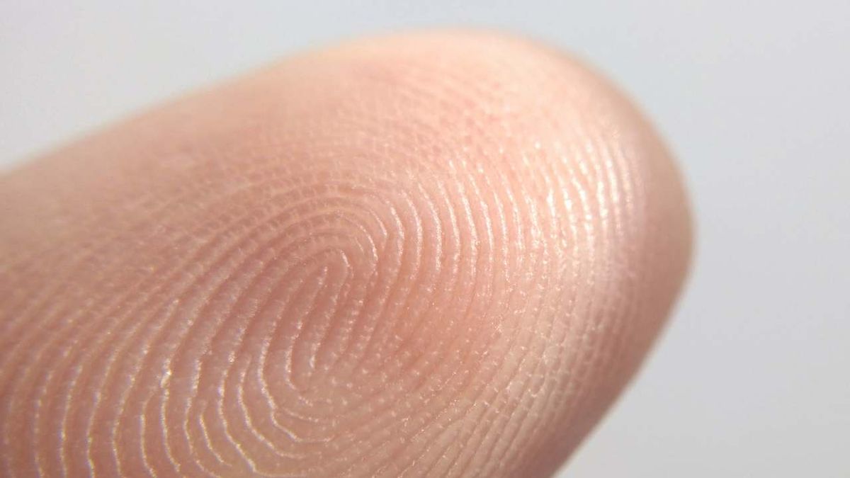 A que no lo sabías: el animal que tiene huellas dactilares similares a las de los humanos A que no lo sabías: el animal que tiene huellas dactilares similares a las de los humanos