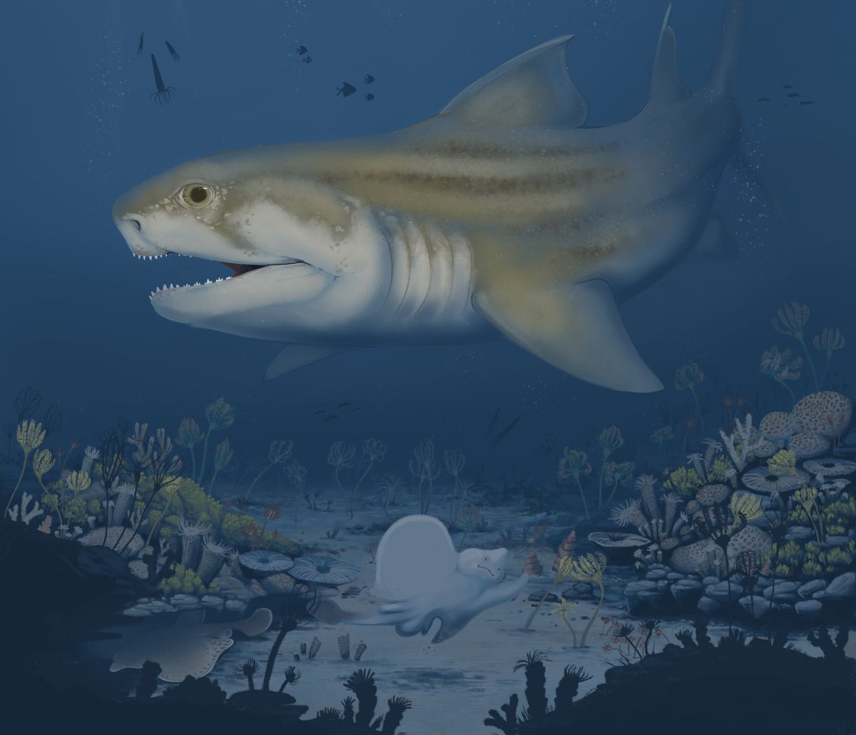 Los paleontólogos no dan crédito: asombroso descubrimiento de dos tiburones ancestrales en la cueva más larga del mundo