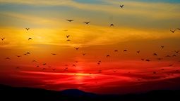 El ave cuyo canto anuncia el amanecer y llega para alegrar la primavera: de qué pájaro se trata