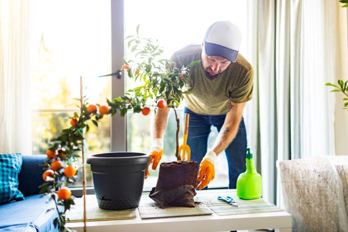 Árbol frutal de mandarina en maceta. Árbol frutal de mandarina en maceta.