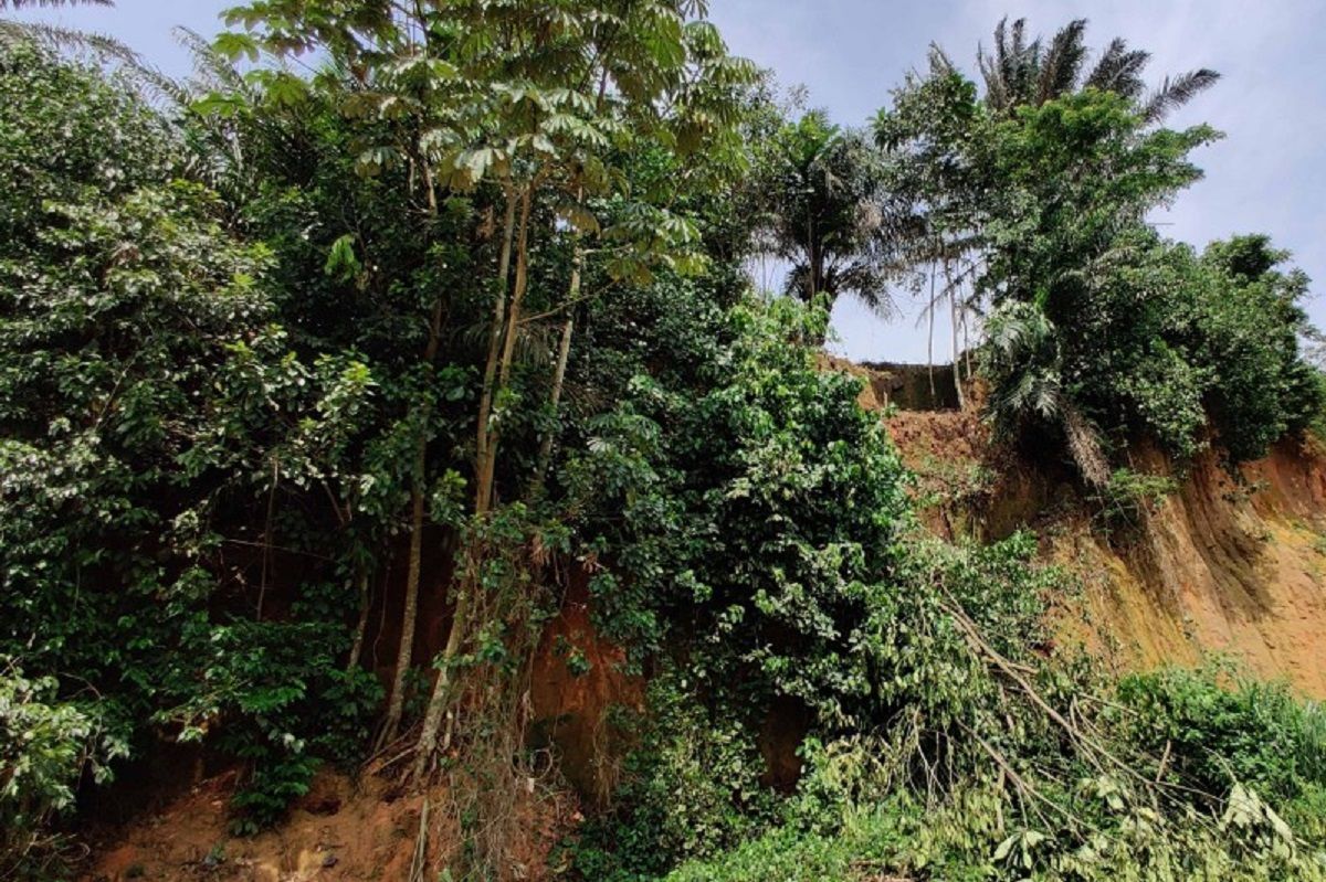 Este estudio reveló que la presencia de humanos en la selva tropical se remonta a cientos de miles de años atrás. Este estudio reveló que la presencia de humanos en la selva tropical se remonta a cientos de miles de años atrás.