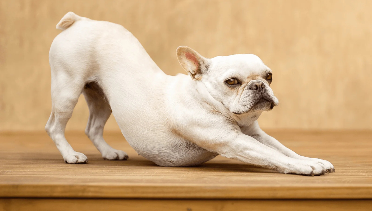 Respuestas veterinarias: por qué mí perro se estira y que significa