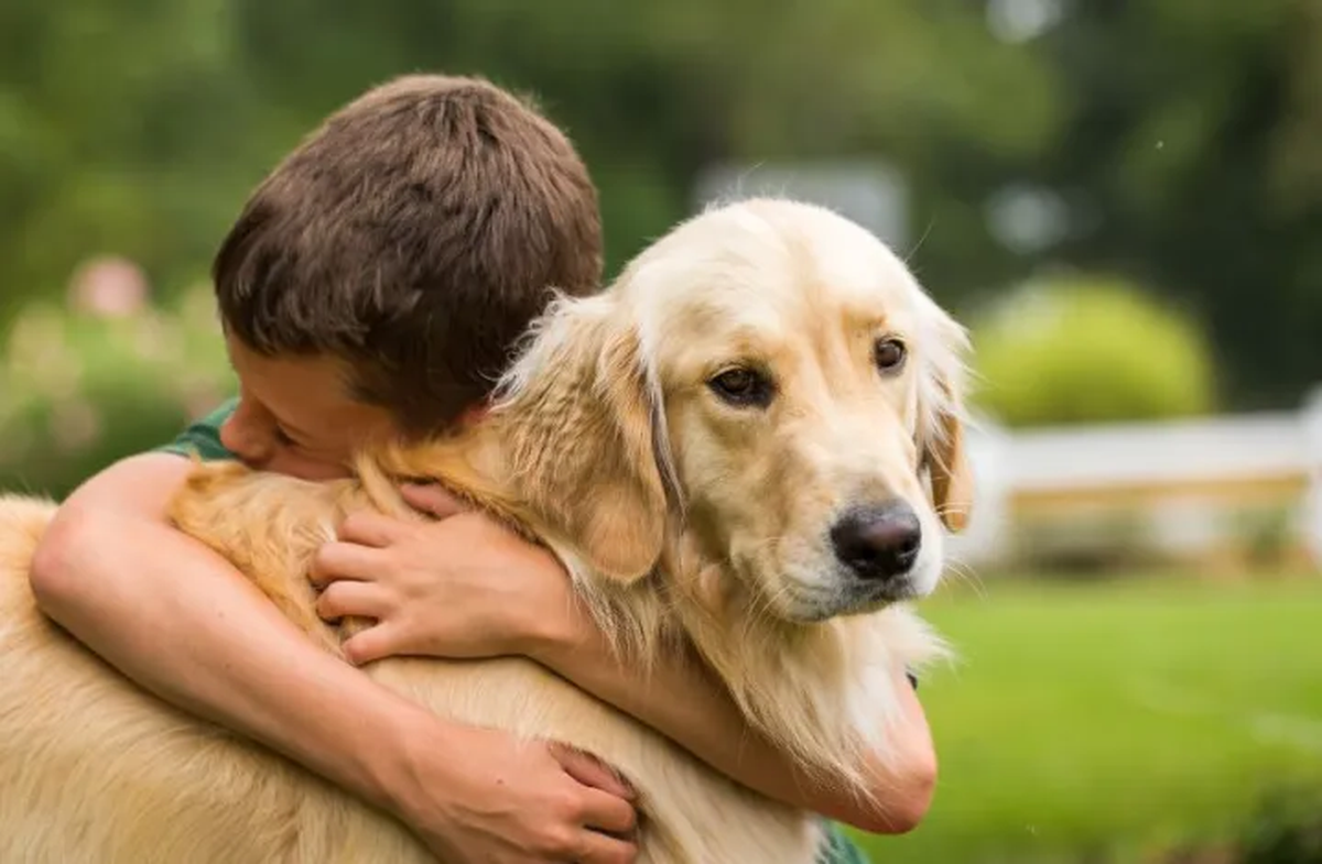 Si decides adoptar de nuevo, sé consciente de que cada perro tiene su propia personalidad y características. Si decides adoptar de nuevo, sé consciente de que cada perro tiene su propia personalidad y características.