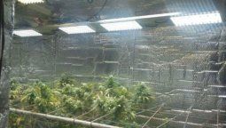 Desmantelaron un invernadero de marihuana que funcionaba con equipamiento de alta tecnología