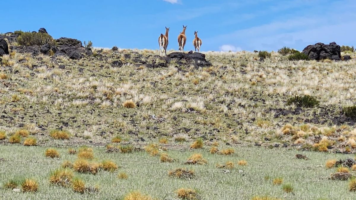 La fauna de La Payunia está compuesta por guanacos, entre otras especies del desierto. La fauna de La Payunia está compuesta por guanacos, entre otras especies del desierto.