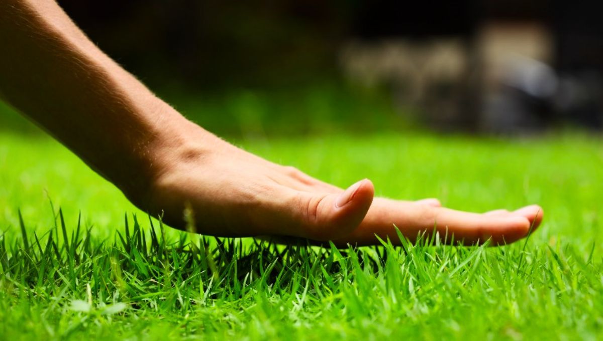 Hay dos momentos ideales para plantar césped en el jardín