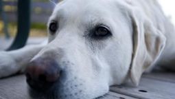 Extraña enfermedad. Una misteriosa enfermedad afecta a los perros en EEUU.