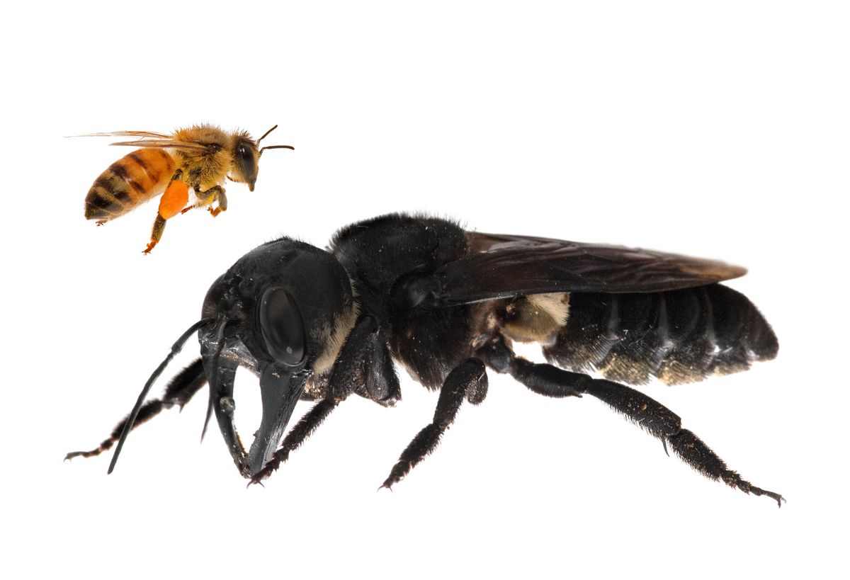 Descubrimiento de una abeja completamente negra deja sin palabras a los científicos Descubrimiento de una abeja completamente negra deja sin palabras a los científicos