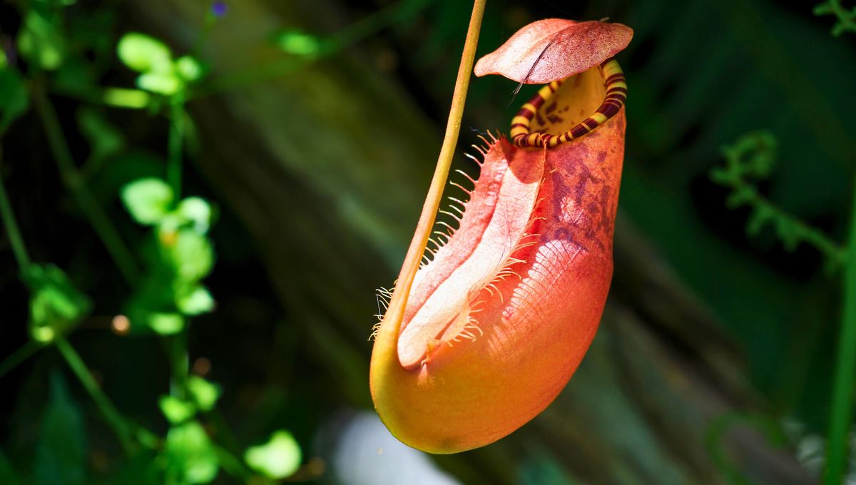 Las especies carnívoras son perfectas para el hogar y una excelente opción para decorar