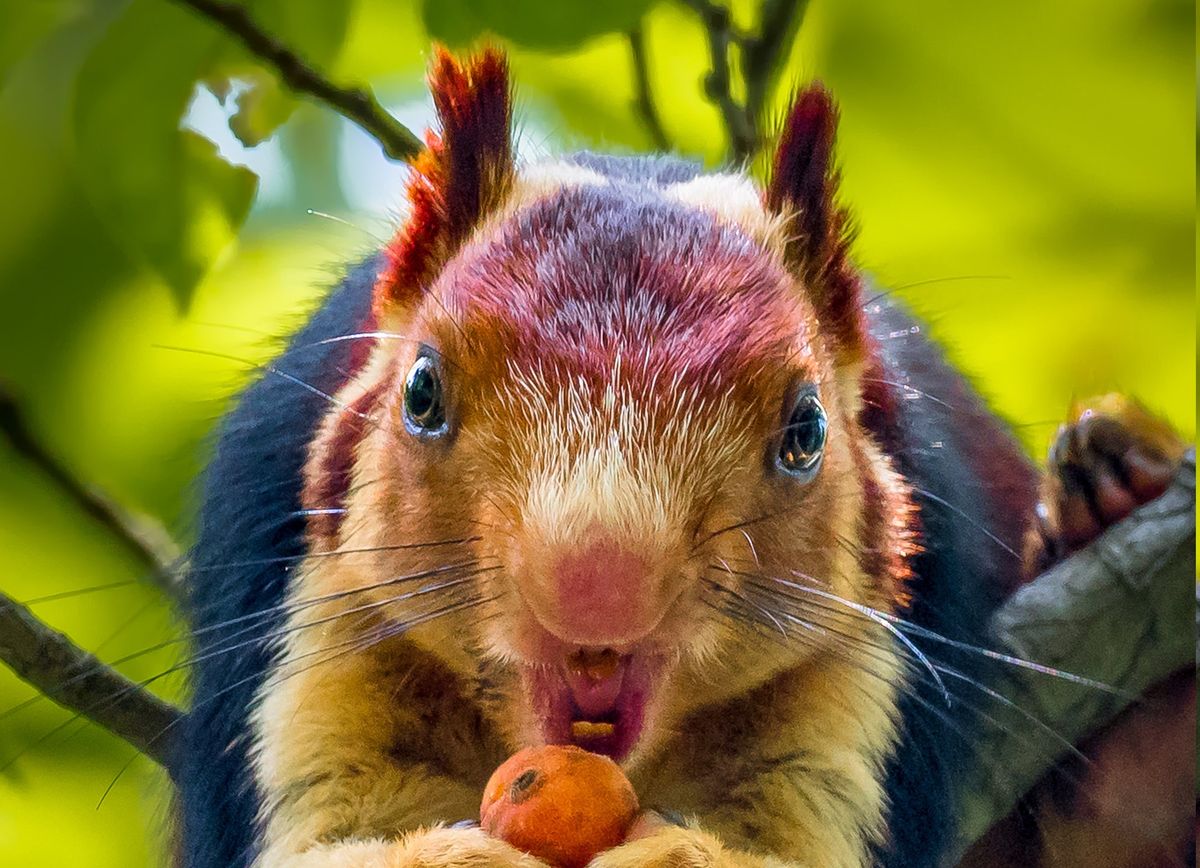 La ardilla psicodélica abrió un debate entre los especialistas.