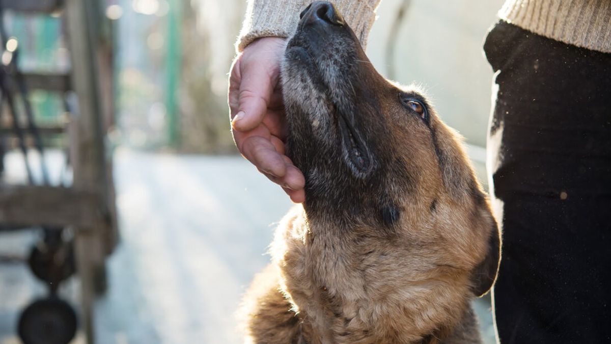 La Municipalidad de Maipú lanzó su campaña de vacunación antirrábica veterinaria gratuita para perros y gatos.