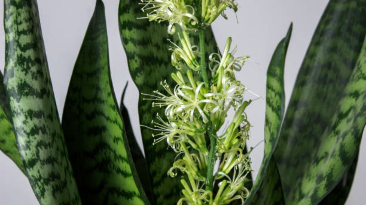 Sansevieria o lengua de suegra: ¿qué significa que esta planta tenga flores?