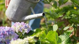 Aprende unos trucos para regar tu jardín. Imagen: Pexels. Aprende unos trucos para regar tu jardín. Imagen: Pexels.