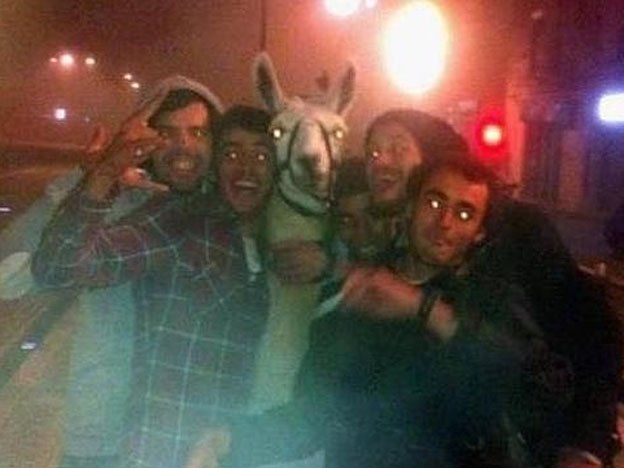 Borrachos robaron una llama de un circo y se fueron de gira