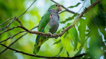 El pequeño municipio de Argentina que evitó la extinción de una de las aves más raras del mundo El pequeño municipio de Argentina que evitó la extinción de una de las aves más raras del mundo