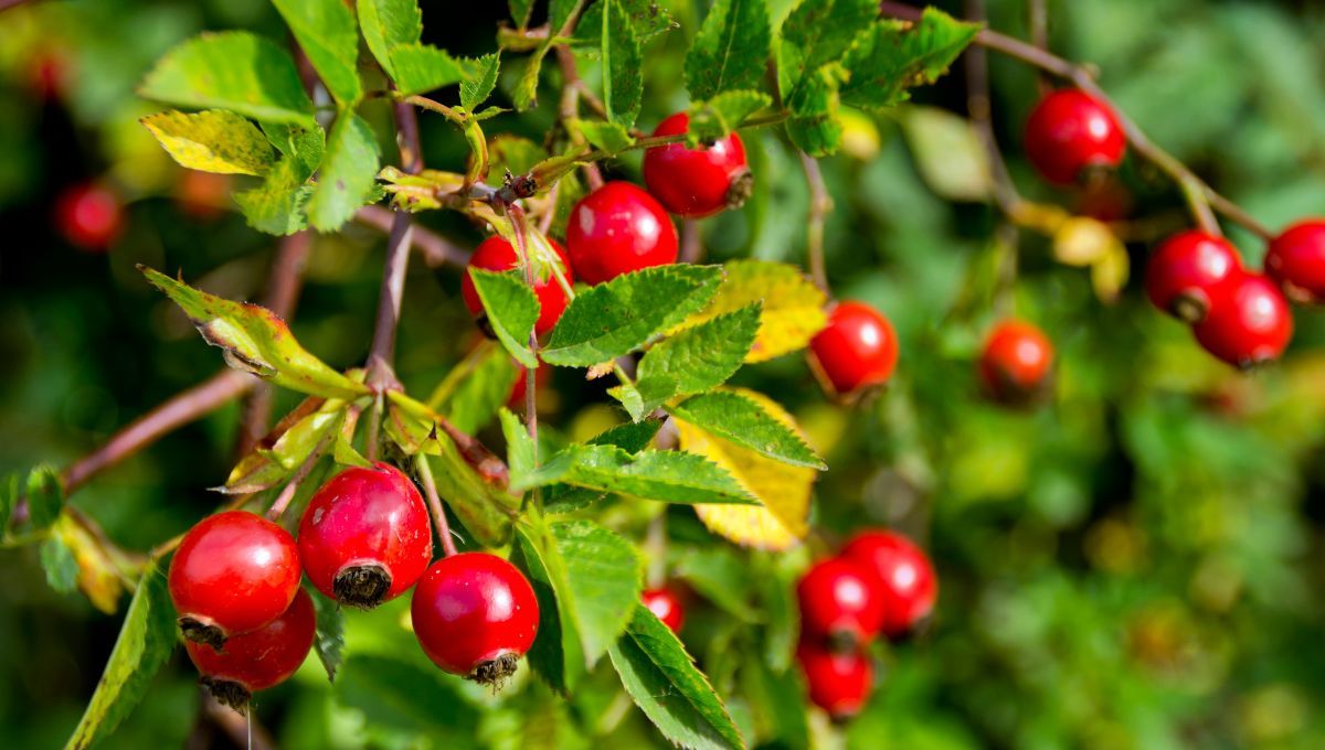 Rosa mosqueta. Rosa mosqueta.