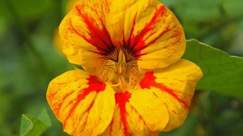La planta trepadora que es perfecta para macetas y tiene flores preciosas La planta trepadora que es perfecta para macetas y tiene flores preciosas