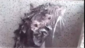 Ni era una rata ni se estaba bañando, la verdad detrás del video