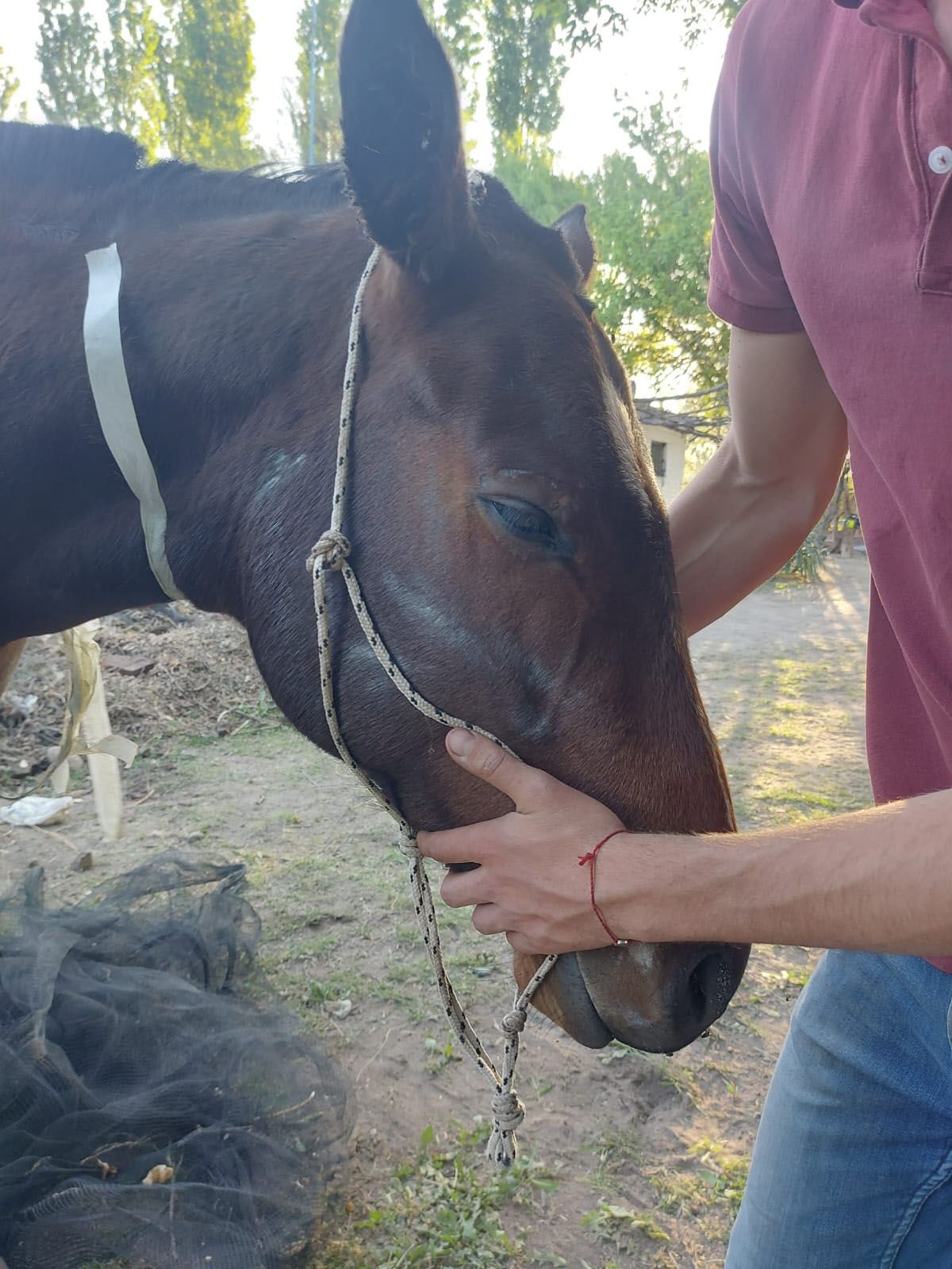 Ágata fue una yegua víctima de maltrato animal encontrada en San Rafael, pero murió 5 días después de su rescate.