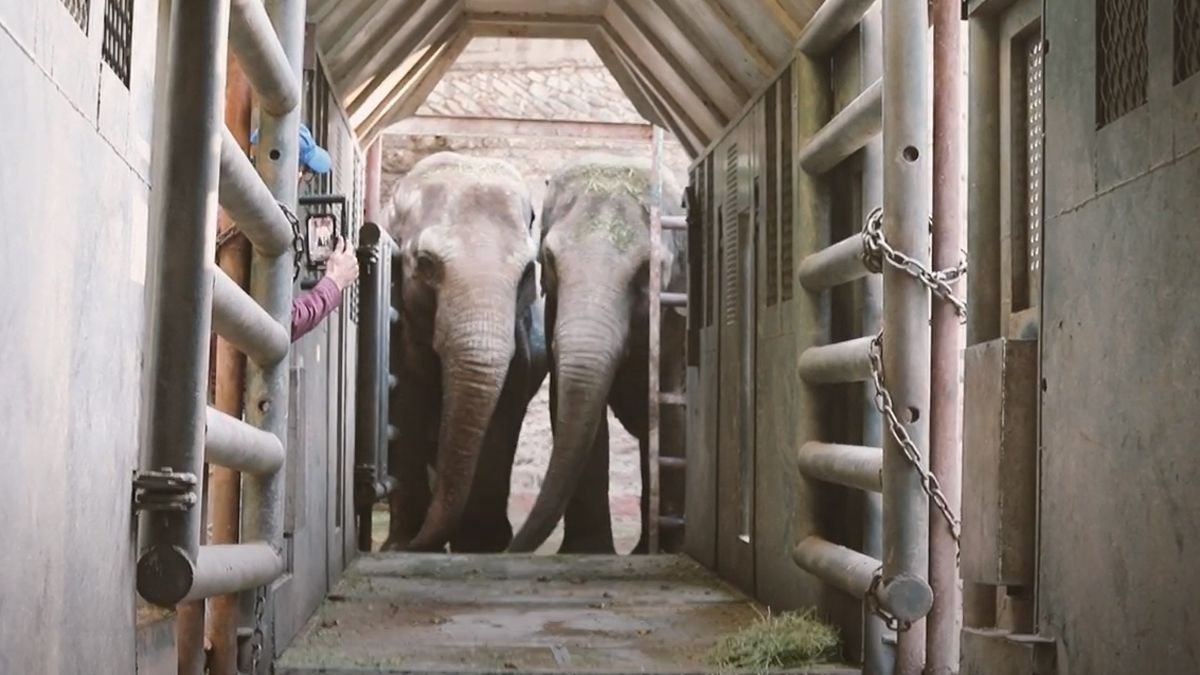 Pocha y Guillermina, madre e hija elefantas, son inseparables.