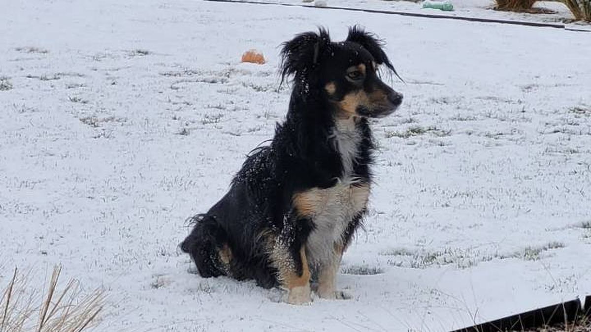 Los animales sufren esta ola polar y Facundo salió a ayudar.