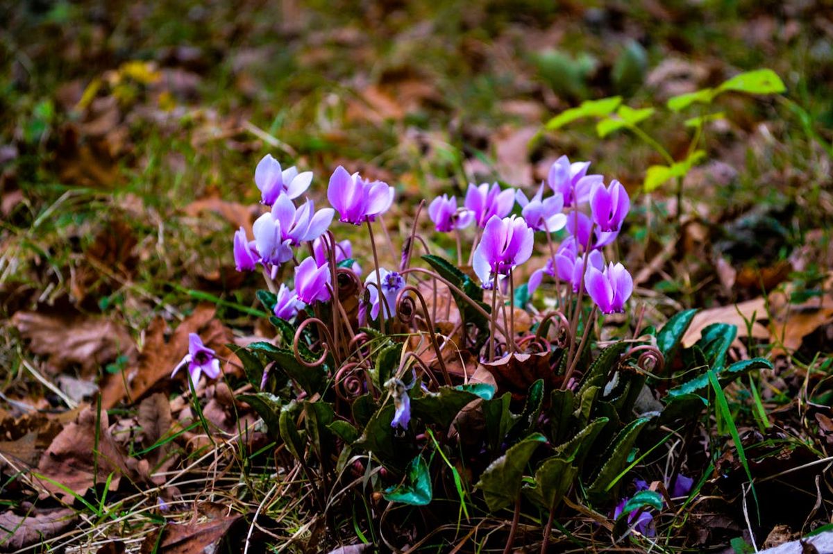 Esta planta también es conocida como primavera de jardín. Imagen: Pexels. Esta planta también es conocida como primavera de jardín. Imagen: Pexels.