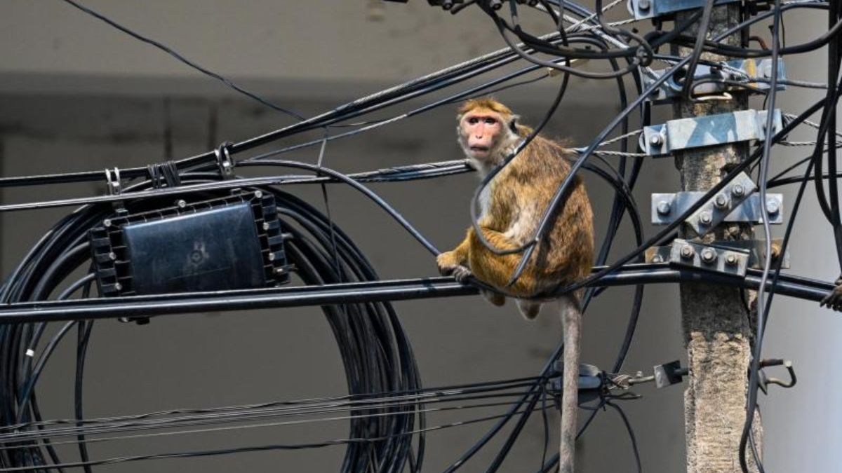 El mono travieso de Sri Lanka. El mono travieso de Sri Lanka.