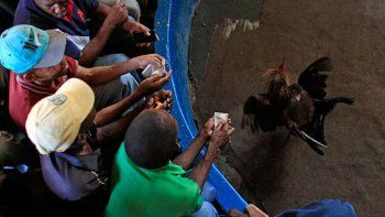 Peleas de gallos, un pasatiempo popular en Haití