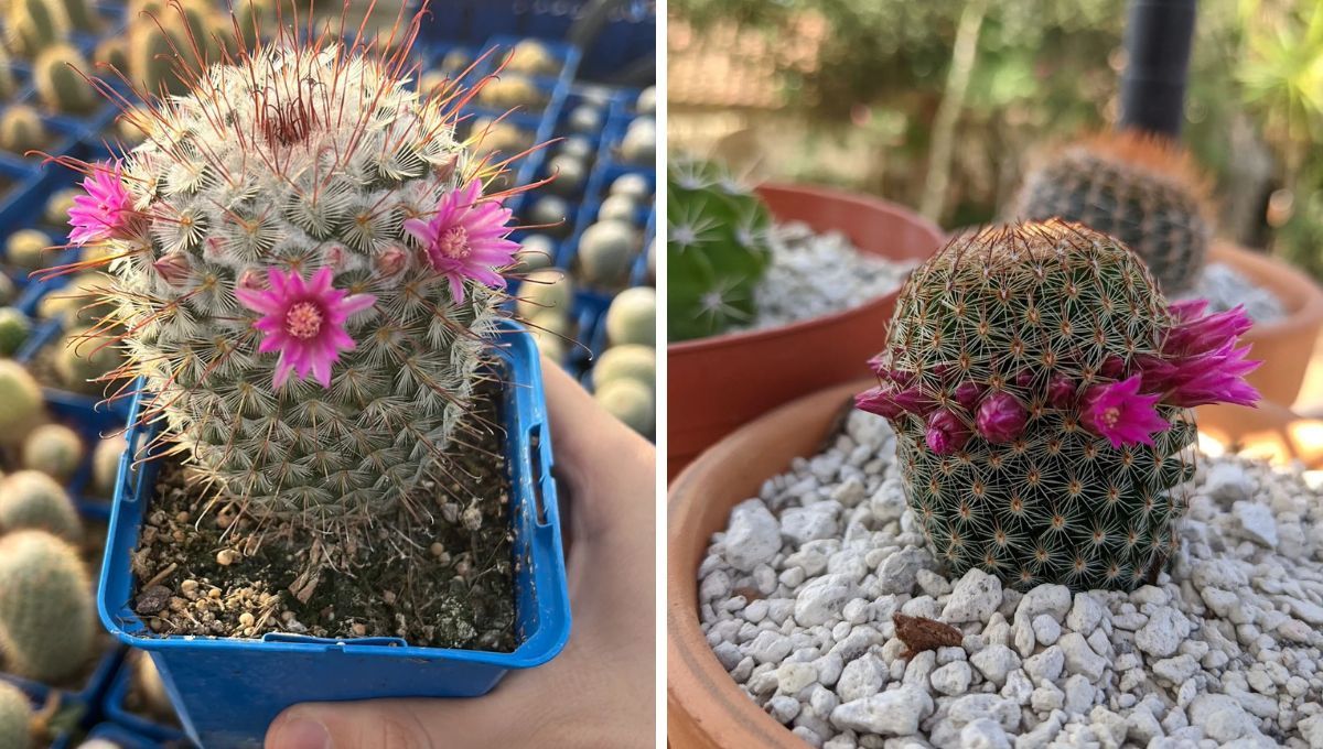 Cactus Mammillaria. Cactus Mammillaria.