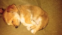 Paco, el perro que murió a causa de la pirotecnia. Paco, el perro que murió a causa de la pirotecnia.