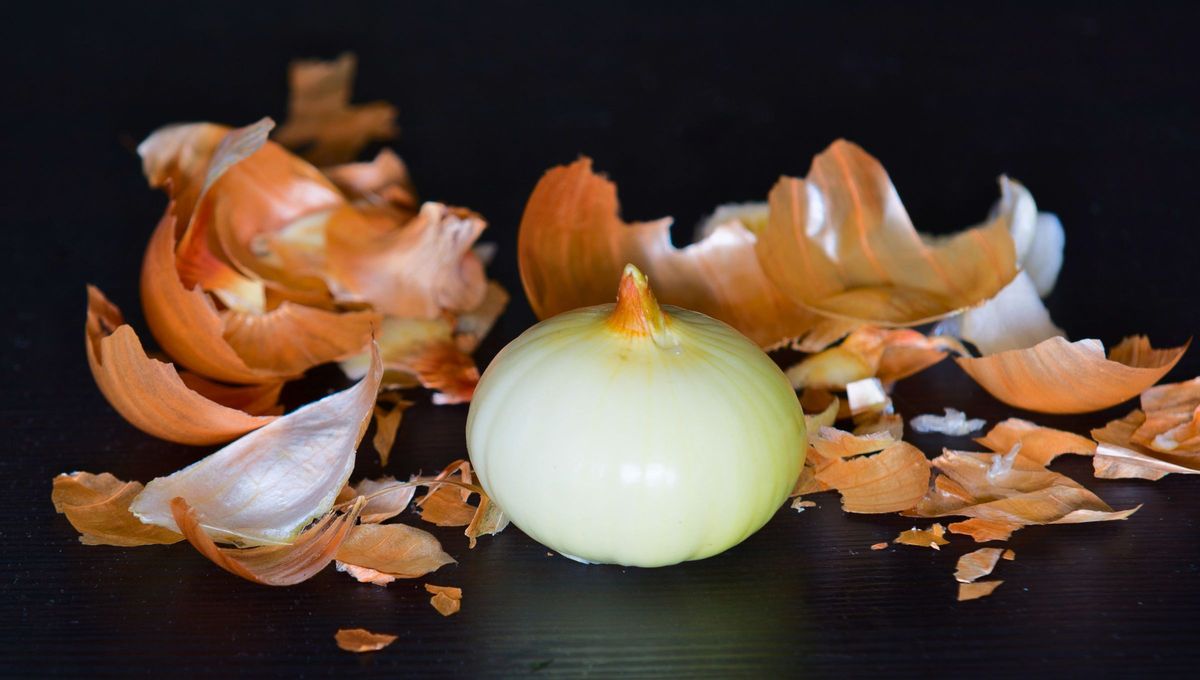Las cáscaras de cebolla son buenas para la salud y como abono para las plantas. Las cáscaras de cebolla son buenas para la salud y como abono para las plantas.