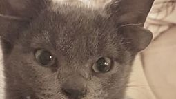 ¡Un amor! Video: una gatita de cuatro orejas es sensación en Instagram.