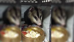 Aseguraron que el zarigüeyo rescatado del Campo Pappa, en Godoy Cruz, está de buen ánimo y come con ganas.