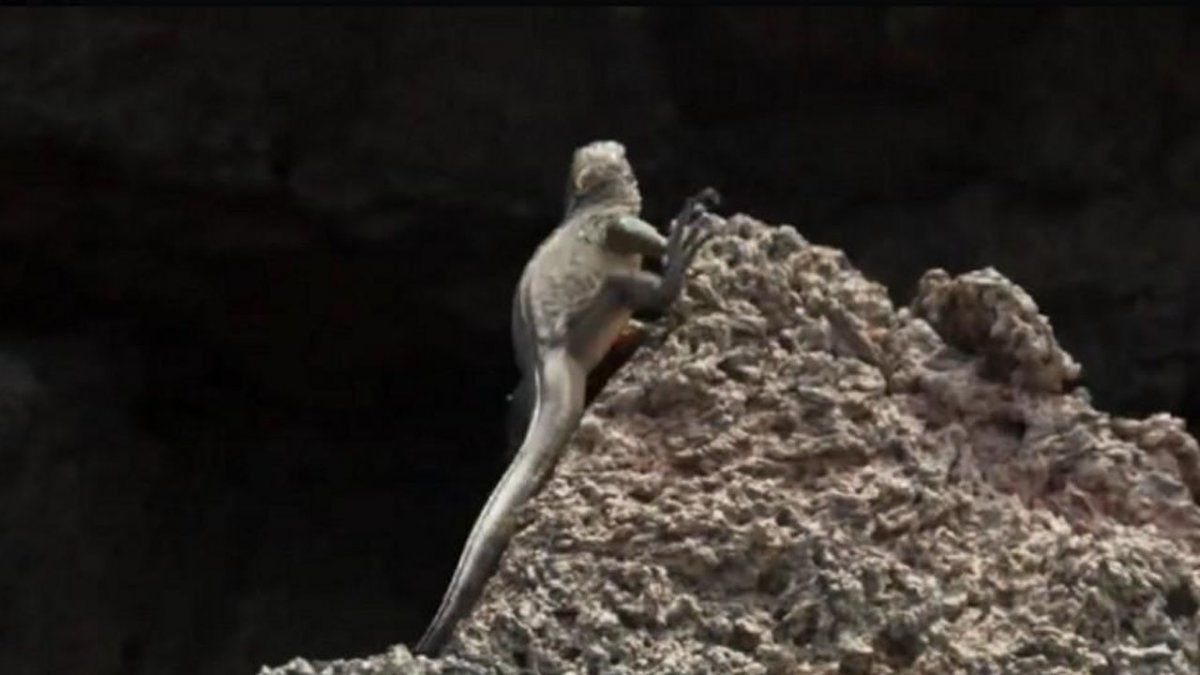 La supervivencia de una iguana se vuelve Viral por una comparación con Messi