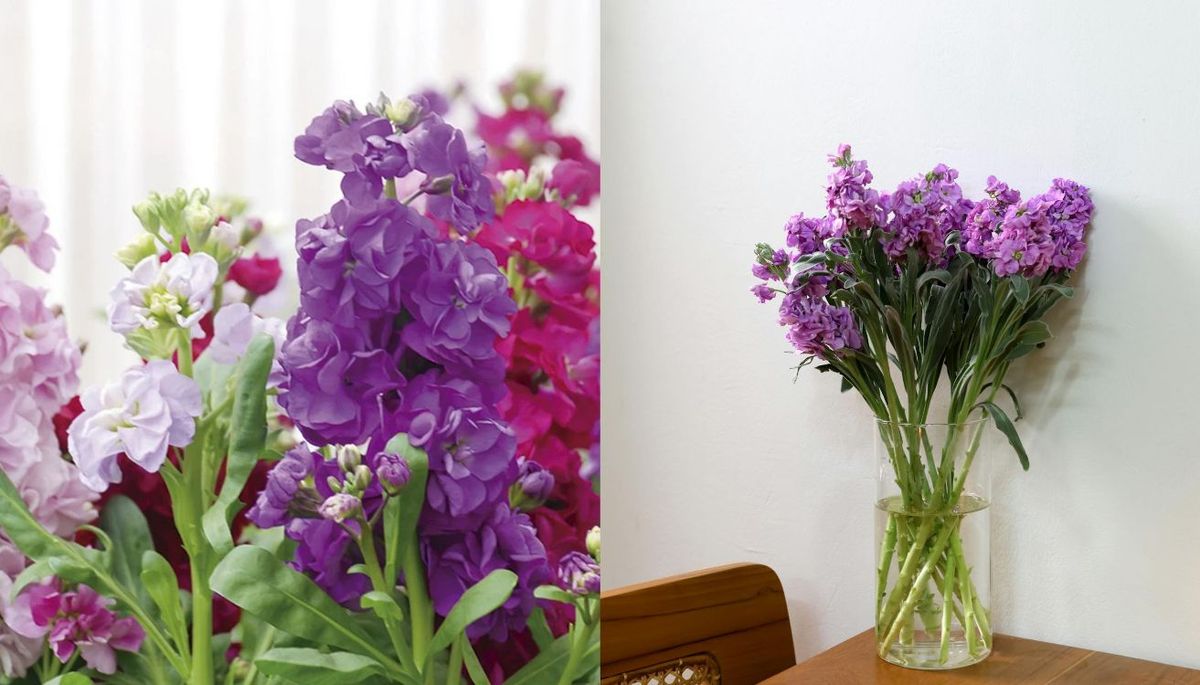Las flores de alhelí son muy empleadas en ramos florales. Imagen: Pexels. Las flores de alhelí son muy empleadas en ramos florales. Imagen: Pexels.