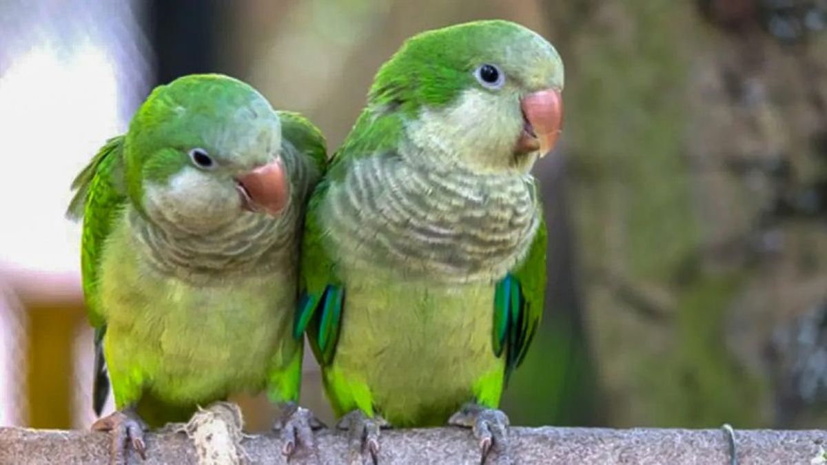 La psitacosis es una enfermedad infecciosa causada por una bacteria presente en las secreciones de aves infectadas, como loros, cotorras, papagayos, canarios y palomas. La psitacosis es una enfermedad infecciosa causada por una bacteria presente en las secreciones de aves infectadas, como loros, cotorras, papagayos, canarios y palomas.