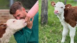 La conmovedora historia de la vaca cordobesa.&nbsp;