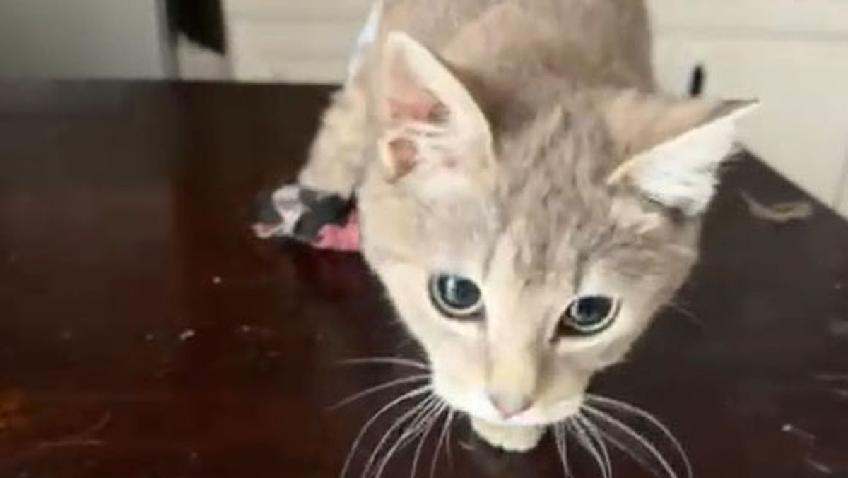 Esponjita es la gata que busca hogar tras la muerte de su tutora en un accidente en Guaymallén. Esponjita es la gata que busca hogar tras la muerte de su tutora en un accidente en Guaymallén.