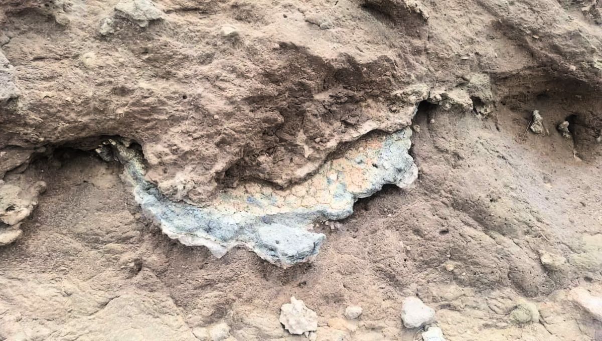 La criatura en cuestión fue localizada en Argentina