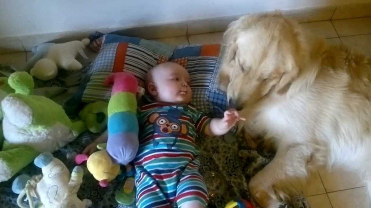 Tierno. Un video capta cómo un can ayuda al bebé a subir a la cama.