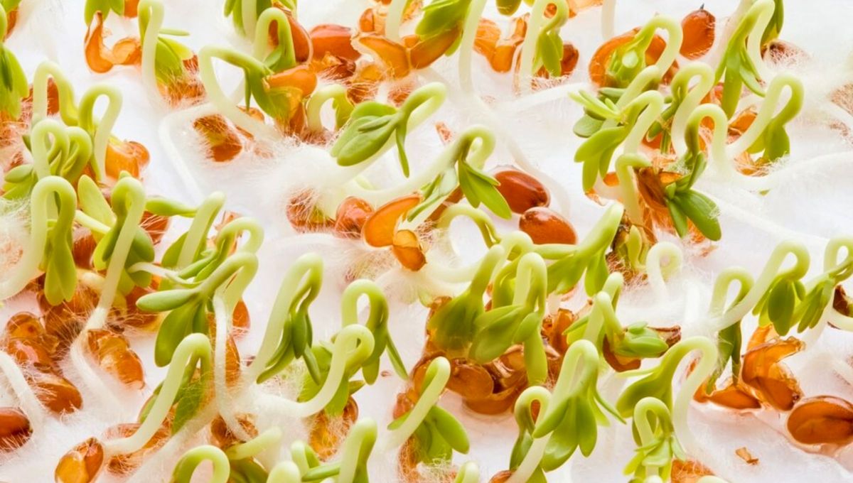 El mejor día de marzo para germinar semillas de naranja y lograr que crezca un árbol fuerte